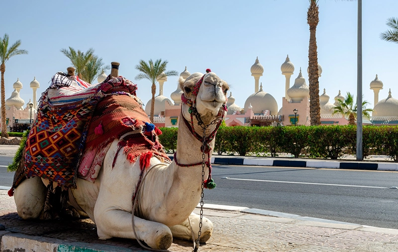 vacanta egipt sharm el sheikh